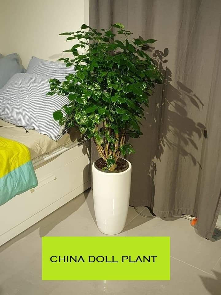 China Doll plant with ceramic pot