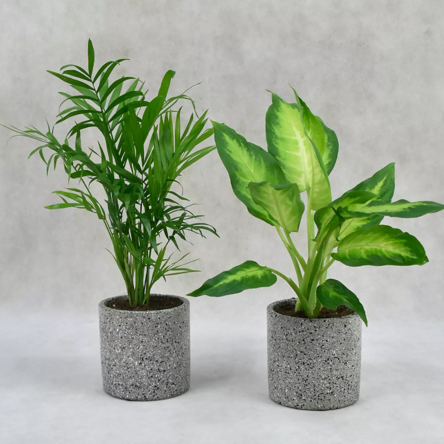 Chim Dora and tropic-snow plant