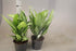 Gardening contractors in UAE