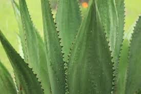 Agave Attenuata or spineless century plant