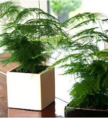 Asparagus Setaceus – Climbing Asparagus(Height 20 to 30cm) Indoor plants