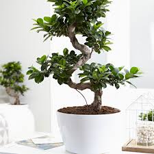 Bonsai Plant S Shape