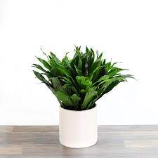 Dracaena Compacta Small