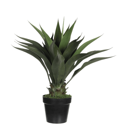 Agave Attenuata or spineless century plant