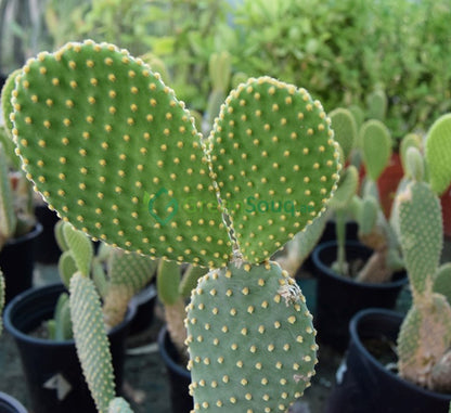 Bunny Ear Cactus- Opuntia Microdasys