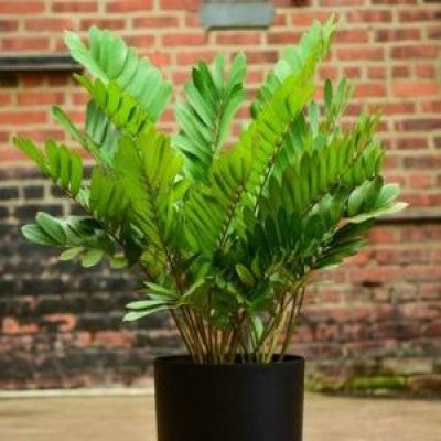 zamia