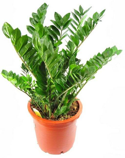 zamia